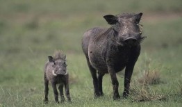 猪哼爆料老林视频大全,揭秘老林视频大全背后的精彩故事